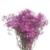 Bright Pink Tinted Gypsophillia Baby's Breath Premium, 70cm