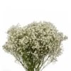 Gypsophillia Baby's Breath Bouquet Xlence, 50cm