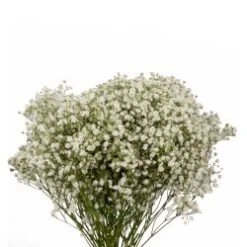 Gypsophillia Baby's Breath Bouquet Xlence, 50cm