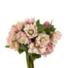 Helleborus Double Flower Pink