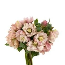Helleborus Double Flower Pink