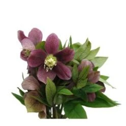 Helleborus Purple - Red