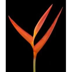 Heliconia Pencil Orange (Sunset)