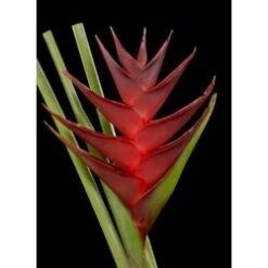 Heliconia Upright Dark Red Super, 130 Cm