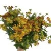 Helenium Red/Oange 60cm (pack 10)