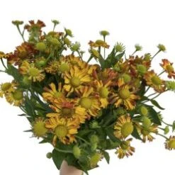 Helenium Red/Oange 60cm (pack 10)