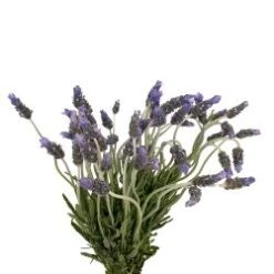 Fresh French Lavender - Thick Stems