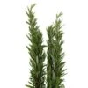 Herb Rosemary, 70cm