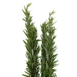 Herb Rosemary, 70cm