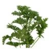 Scented Geranium Green