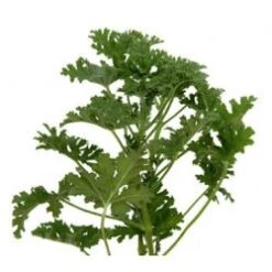 Scented Geranium Green
