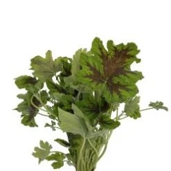 Scented Geranium Chocolate