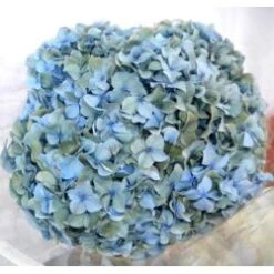 Hydrangea Antique Blue - Green - Dutch