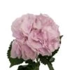 Hydrangea Light Pink, 40-50cm - Dutch/Chile