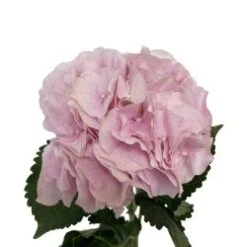 Hydrangea Light Pink, 40-50cm - Dutch/Chile