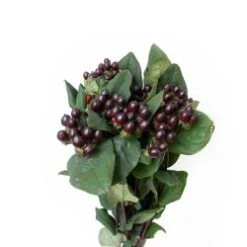 Hypericum Berries Black - Burgundy, 60cm