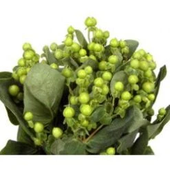Hypericum Berries Green, 60-70cm