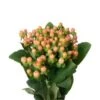 Hypericum Berries Dark Peach, 60-70cm