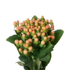 Hypericum Berries Dark Peach, 60-70cm