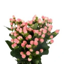 Hypericum Berries Pink