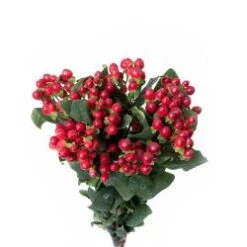Hypericum Berries Red, 60-70cm