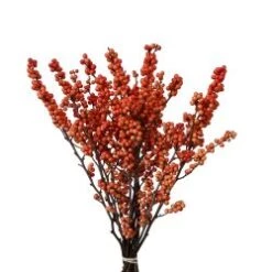 Ilex Orange Bunch Grade 12 - 20 Inch Tall