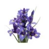 Iris Dark Blue