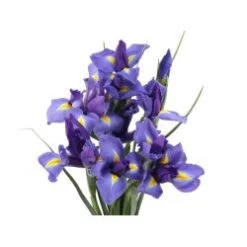 Iris Dark Blue