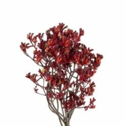 Kangaroo Paw, Anigozanthus Burgundy