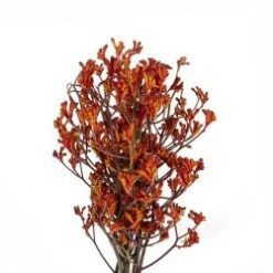 Kangaroo Paw, Anigozanthus Orange