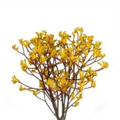 Kangaroo Paw, Anigozanthus Yellow