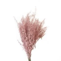 Fresh Lepidium Painted Blush Color, 60-70cm