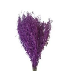 Fresh Lepidium Painted Cerise Color, 60-70cm