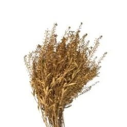 Fresh Lepidium Painted Gold Color, 60-70 Cm