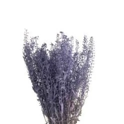 Fresh Lepidium Painted Lavender Color, 60-70cm