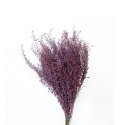 Fresh Lepidium Painted Mauve Color, 60-70cm