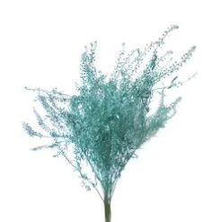 Fresh Lepidium Painted Marine Blue Color, 60-70cm