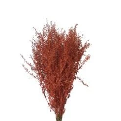 Fresh Lepidium Painted Orange Color, 60-70cm