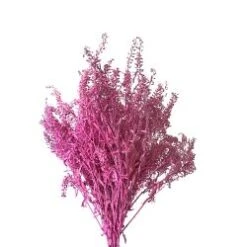 Fresh Lepidium Painted Bubblegum, Neon Pink Color, 60-70cm
