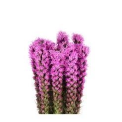 Liatris, 80 -100 Cm