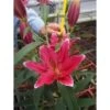 Lily Oriental Burgundy, 2-3 Blooms