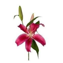 Lily Oriental Very Dark Burgundy Fire Bolt 2/4 Blooms