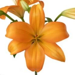 Lily LA Hybrid Orange, 3 - 5 Blooms