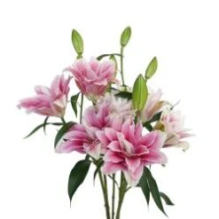 Lily Oriental Pink Double Blooms, 2-4 Blooms