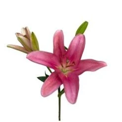 Lily LA Hybrid Dark Hot Pink, 3 - 5 Blooms