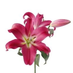 Lily Oriental Adelante,Tarrango,Profundo Hot Pink, 3 - 5 Blooms
