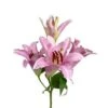 Lily Oriental Light Pink, 3-5 Blooms, Catemaco, Sorbonne