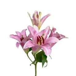 Lily Oriental Light Pink, 3-5 Blooms, Catemaco, Sorbonne