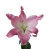 Lily Pink Table Dance - Corvette OT, 2 - 4 Blooms