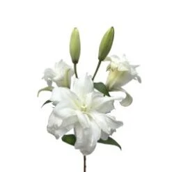 Lily Oriental Double Bloom White, 2 - 4 Blooms